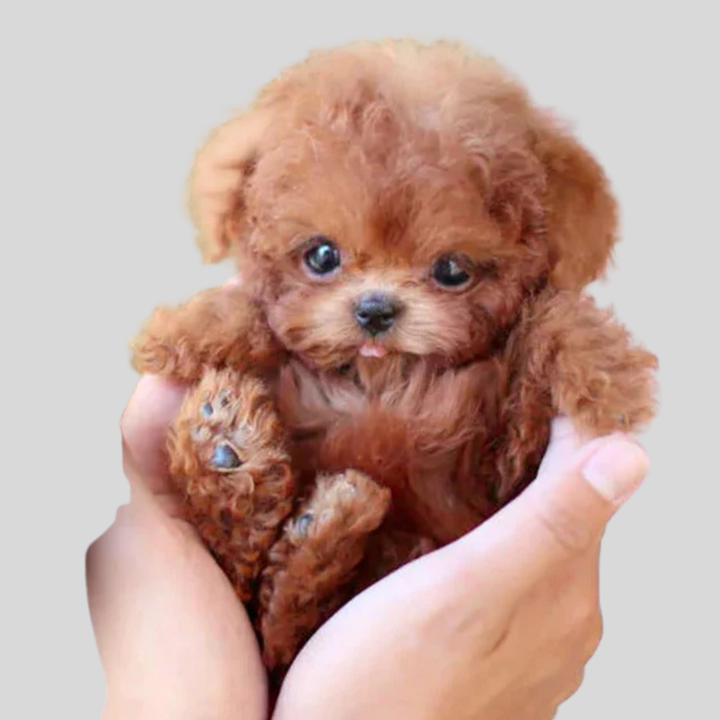 Interactive Robot Puppy