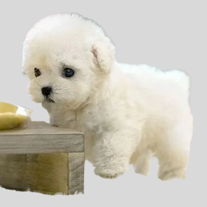Interactive Robot Puppy